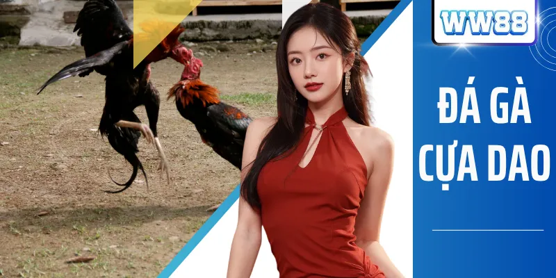 Đá Gà Cựa Dao - Luật Cược, Điểm Hấp Dẫn Kê Thủ Mỗi Ngày