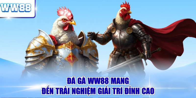 Đá gà WW88 mang đến trải nghiệm giải trí đỉnh cao