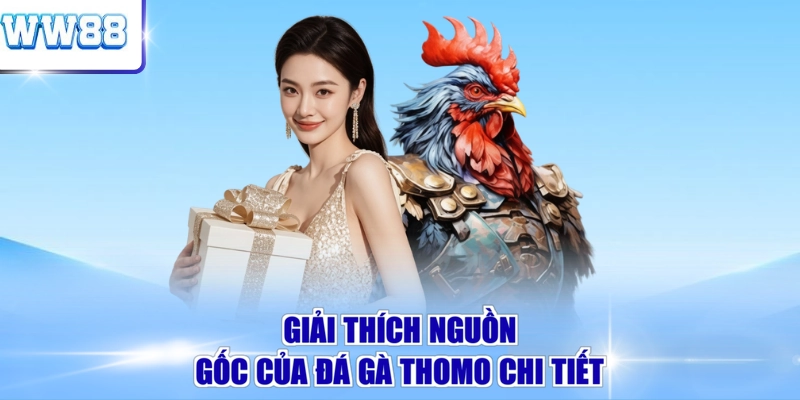 Giải thích nguồn gốc của đá gà Thomo chi tiết
